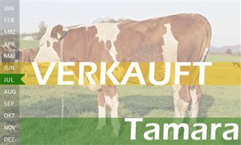 trchtige Fleckvieh Kalbin zu verkaufen, beweidet und ruhig